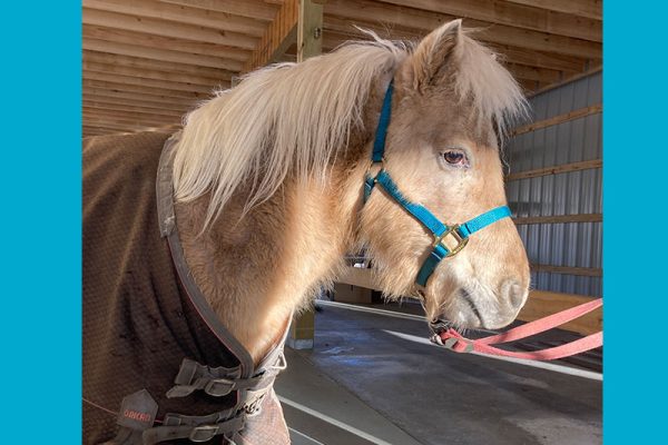 New Halter!