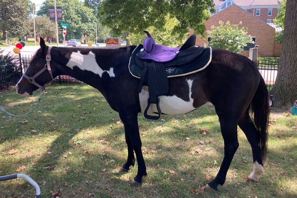 New Saddle