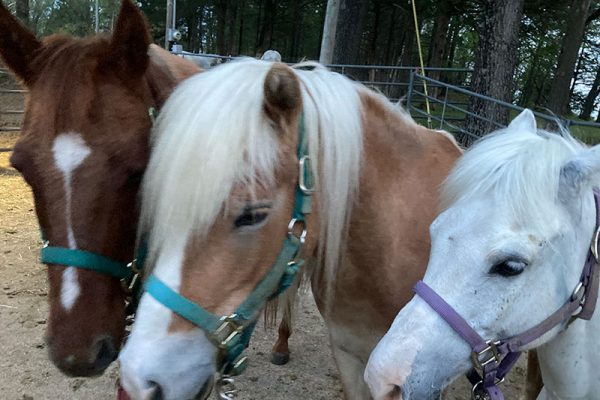 Ruby, Blaze and Jester getting ready to go to turnout time :-)