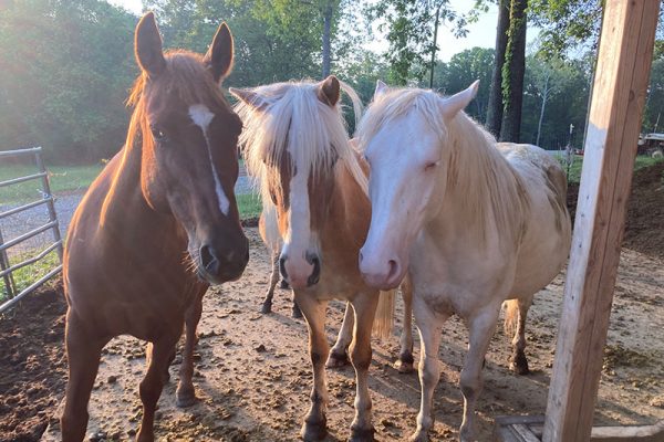 Ruby, Blaze and Sky just hanging out