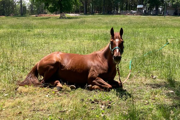 Ruby napping during turnout time