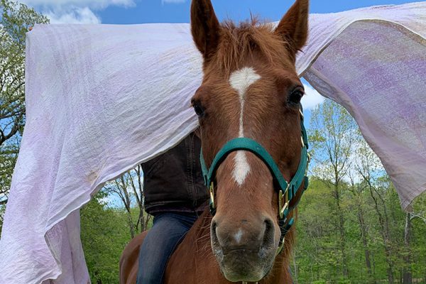 Our horses go through a lot of testing to help them be prepared for spooky situations - Ruby handled this test like a champ!