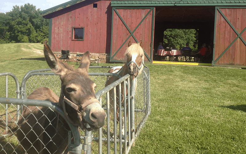 Traveling Petting Zoo - Cowboy Critters Petting Farm ...