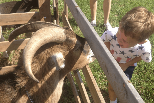 At a petting zoo summer 2016. He looks scary, but in reality is very sweet and gentle