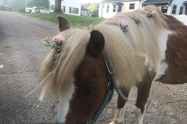 Cooper with wedding decorations