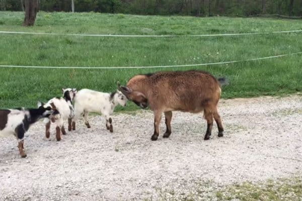 Shammy teaching Levi how to properly headbutt like a goat