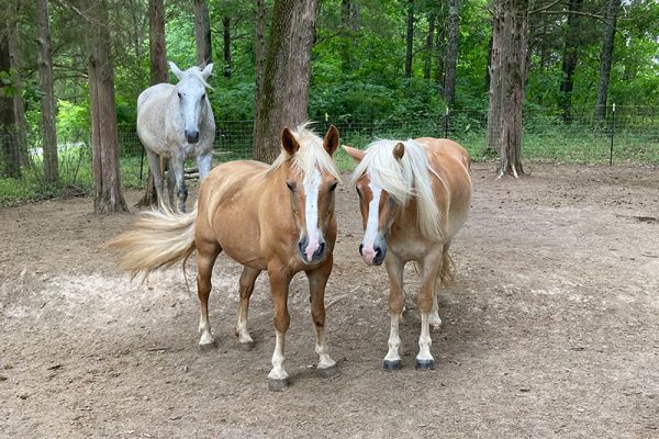 Blaze and Dutchess are both Halflingers and look like twins!