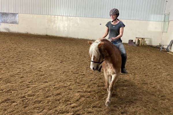 Learning how to be ridden so that he can do pony rides