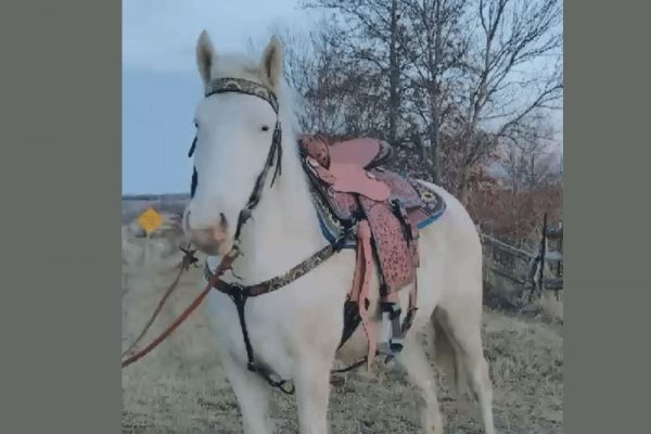 Sky all ready for a trail ride